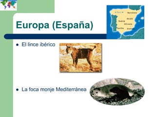 Europa (España)
   El lince ibérico




   La foca monje Mediterránea
 