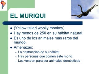 EL MURIQUI
   (Yellow tailed woolly monkey)
   Hay menos de 250 en su hábitat natural
   Es uno de los animales más rar...