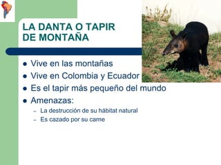 LA DANTA O TAPIR
DE MONTAÑA

   Vive en las montañas
   Vive en Colombia y Ecuador
   Es el tapir más pequeño del mundo...