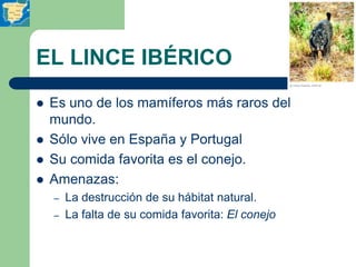 EL LINCE IBÉRICO
   Es uno de los mamíferos más raros del
    mundo.
   Sólo vive en España y Portugal
   Su comida fav...