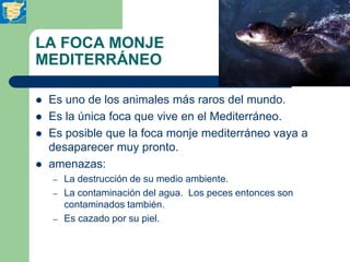 LA FOCA MONJE
MEDITERRÁNEO

   Es uno de los animales más raros del mundo.
   Es la única foca que vive en el Mediterrán...