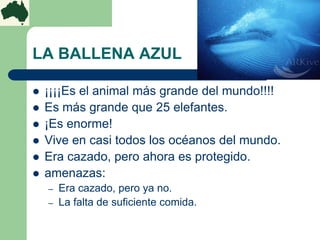 LA BALLENA AZUL

   ¡¡¡¡Es el animal más grande del mundo!!!!
   Es más grande que 25 elefantes.
   ¡Es enorme!
   Viv...