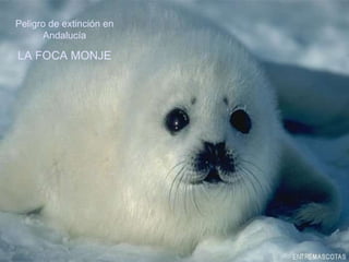 Peligro de extinción andaluza: La foca monje Peligro de extinción en Andalucía LA FOCA MONJE 