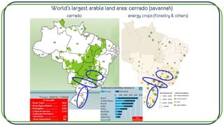 World’s largest arable land area: cerrado (savannah)
cerrado energy crops (forestry & others)
 