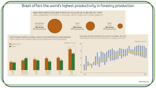Brazil offers the word’s highest productivity in forestry production
www.iba.org
 