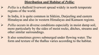 Distribution and Habitat of Pellia:
 Pellia is a thalloid liverwort spread widely in north temperate
regions of the world.
 In India, it is quite common in Sikkim, Darjeeling and eastern
Himalayas and also in western Himalayas and Kumaon regions.
 Pellia occurs in diverse conditions especially in moist damp soil,
more particularly by the sides of moist rocks, ditches, streams and
other similar surroundings.
 It also sometimes grows submerged under flowing water. The
form and texture of the thallus varies according to the habitat.
 