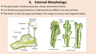A. External Morphology:
 The plant body is thalloid, prostrate, simple, dorsiventral thallus.
 It is dichotomously branched as in Marchantia but differs in its external form.
 The thallus is thin, flat, green and lobed. The margin is sinuous and irregularly lobed.
 
