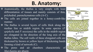 B. Anatomy:
 Anatomically, the thallus is very simple with least
differentiation of tissues and mainly consists of thin,
polyhedral, parenchymatous cells (A-C).
 The cells are joined together in a honey-comb-like
manner.
 The thallus is several layers of cells thick along the
median line or midrib region. In some species (P.
epiphylla and P. neesiana) the cells in the midrib region
are elongated in the direction of the long axis of the
thallus lobes. The cell walls of these elongated cells are
thickened by brown or yellow layer of thickening bands
forming a kind of network (C).
 The pores and air chambers characteristic of
Marchantia are absent.
 