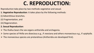 C. REPRODUCTION:
Reproduction take place by two methods-vegetative and sexual.
1. Vegetative Reproduction: It takes place by the following methods:
(i) Adventitious branches.
(ii) Fragmentation, and
(iii) Regeneration.
2. Sexual Reproduction:
 The thallus bears the sex organs-antheridia and archegonia.
 Some species of Pellia are dioecious e.g., P. neesiana and others monoecious e.g., P. epiphylla.
 The monoecious species are protandrous (Antheridia are developed first).
 