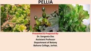 PELLIA
Presented & Prepared By-
Dr. Sangeeta Das
Assistant Professor
Department of Botany
Bahona College, Jorhat.
 