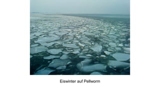 Eiswinter auf Pellworm
 