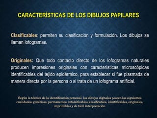 CARACTERÍSTICAS DE LOS DIBUJOS PAPILARES
Clasificables: permiten su clasificación y formulación. Los dibujos se
llaman lofogramas.
Originales: Que todo contacto directo de los lofogramas naturales
producen impresiones originales con características microscópicas
identificables del tejido epidérmico, para establecer si fue plasmada de
manera directa por la persona o si trata de un lofograma artificial.
Según la técnica de la identificación personal, los dibujos digitales poseen las siguientes
cualidades: genéricas, permanentes, infalsificables, clasificables, identificables, originales,
imprimibles y de fácil interpretación.
 