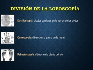 DIVISIÓN DE LA LOFOSCOPÍA
Dactiloscopía: dibujos papilares en la yemas de los dedos
Quiroscopía: dibujos en la palma de la mano.
Pelmatoscopía: dibujos en la planta del pie.
 