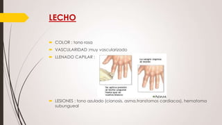 LECHO
 COLOR : tono rosa
 VASCULARIDAD :muy vascularizado
 LLENADO CAPILAR :

 LESIONES : tono azulado (cianosis, asma,transtornos cardiacos), hematoma
subungueal

 