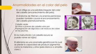 Anormalidades en el color del pelo
En el vitíligo es una pérdida irregular del color
del cabello (encanecimiento del pelo)

El síndrome de Werner y la anemia perniciosa
pueden también causar el encanosamiento
del cabello prematuramente.
Cabello verde
En niños o jóvenes de cabello rubio por
impregnación de algicidas o de residuos de cobre
en las piscinas.

En la malnutrición ( el cabello oscuro se
puede volver así rojizo)
El albinismo es una anomalía genética en la cual
se pierde la capacidad de producir pigmentos
como la melanina y otros (pelo blanco o amarillo
claro )

 