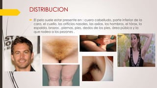 DISTRIBUCION
 El pelo suele estar presente en : cuero cabelludo, parte inferior de la
cara, el cuello, los orificios nasales, las axilas, los hombros, el tórax, la
espalda, brazos , piernas, pies, dedos de los pies, área púbica y la
que rodea a los pezones .

 