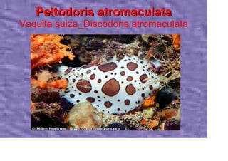 Peltodoris atromaculata
Vaquita suiza_Discodoris atromaculata