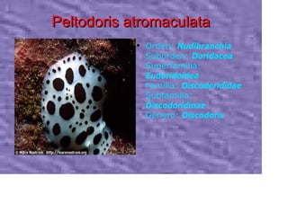 Peltodoris