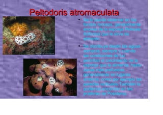 Peltodoris