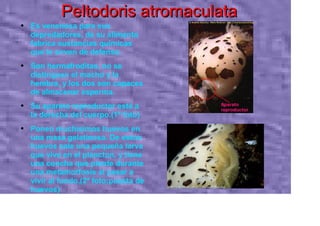 Peltodoris