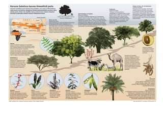 Voipuu (10 m) ja kameli (1,85 m)
samassa mittakaavassa.
Karussa Sahelissa kasvaa ihmeellisiä puita
Savannin merkilliset puut tuottavat Sisu-pastillien, coca-colan ja HP-kastikkeen
raaka-aineita. Perinteinen, ekologisesti kestävä peltometsäviljely perustuu näihin
elämän puihin. Niiden alla viljellään viljaa ja laidunnetaan eläimiä. Paikalliset
kasvilajit ja eläinrodut sietävät toistuvia vähäsateisia kausia.
Kumiakasia
Acacia senegal
Villeistä tai viljellyistä puista
valutetaan arabikumia, jota
tarvitaan muun muassa Sisu-
pastilleihin ja coca-colaan. 80
prosenttia maailman arabiku-
mista tuotetaan Sudanissa.
Akasiat
sitovat ilmakehän typpeä juurinystyräbak-
teeriensa avulla ja samalla lannoittavat maata.
Juuri typpilannoitteet ovat kehitysmaissa liian
kalliita monille köyhille viljelijöille.
Joistain akasialajeista valmistetaan maakuop-
pamiiluissa puuhiiltä ruuanlaiton polttoaineeksi.
Se palaa kuumalla, savuttomalla liekillä, ja lisäksi
sitä on helppo varastoida ja kuljettaa.
Voipuu eli shea-, shi- tai karité-puu
Vitellaria paradoxa
Voipuuta ei hevin kaadeta. Siemenistä
saadaan öljyä tai kiinteää rasvaa, joka
on arvokasta ravintoa sekä kosmetiikka-
teollisuuden raaka-ainetta. Shea-voin
jalostamiseen on kehitetty kotiteollisuutta,
ja tuotteita viedään suuria määriä läntisiin
teollisuusmaihin sekä Kiinaan ihovoiteiden
raaka-aineeksi.
Apinanleipäpuu eli baobab
Adansonia digitata
Suurimpien yksilöiden läpimitta on yli kymmenen
metriä, runko on usein ontto. Kaikki puun osat ovat
käyttökelpoisia ja lisäksi rungosta voidaan juoksuttaa
vettä kuivan kauden aikana. Lehtiä voi syödä. Siemeniä
ympäröi pehmeä vaippa, josta paikalliset valmistavat
virkistävää juomaa. Siitä on tullut kannattavaa liiketoi-
mintaa. Juomaan tarvittavaa baobab-jauhetta myydään
Suomessakin luontaistuotekaupoissa.
Durra
Sorghum bicolor
Viljakasvi on kotoisin Sahelista
ja sopeutunut hyvin alueen
oloihin. Durraa syödään
yleisimmin puurona, jota val-
mistetaan jauhetuista jyvistä.
Helmihirssi
Pennisetum glaucum
Myös helmihirssi
on alun perin saheli-
lainen kasvi. Jyvistä
tehdään puuroa.
Härkäpapu
Vicia faba
Pavut ovat jokapäiväistä
ravintoa Sahelin alueella.
Seesami
Sesamum indicum
Siemenet sisältävät arvokasta
ravintoöljyä, ja niillä on suuri
kysyntä kansainvälisessä
kaupassa. Sato kypsyy lyhyen-
kin sadekauden aikana.
Karkade
Hibiscus sabdariffa
Kukasta valmistetaan kuumana
tai kylmänä nautittavaa juomaa.
Sudanin kansallisjuomaa saa myös
länsimaissa, joissa se tunnetaan
hibiskus- tai roselle-teenä.
Kotieläiminä pidetään
nautoja, lampaita, vuohia ja
kameleita. Paikalliset rodut
ovat sopeutuneet kuivuuteen,
korkeisiin lämpötiloihin ja
karkeaan, vaikeasti sulavaan
laidunrehuun. Kameli ja vuohi
järsivät pääasiallisesti puuvar-
tisia kasveja. Nauta ja lammas
tarvitsevat ruohomaista
syötävää.
Faidherbia
Faidherbia albida
”Ihmepuu” varistaa lehtensä
sadekaudeksi ja puhkeaa lehteen kuivan
kauden alussa. Lisäksi se on typensitoja.
Näistä syistä se sopii erityisen hyvin
peltometsäviljelyyn. Etiopian hiljattain
edesmennyt pääministeri Meles Zenawi
julisti viime vuonna tavoitteeksi, että
maahan istutetaan satamiljoonaa
faidherbiaa.
Tamarindi
Tamarindus indica
”Intian taatelin” hedelmissä siemeniä
ympäröi hapokas vaippa. Siitä saadaan
juomaa, hilloa ja kastikkeita, kuten meilläkin
myytävää HP-kastiketta.
Taatelipalmu
Phoenix dactylifera
Pelkästään Sudanissa tunnetaan yli 200 lajiketta tästä
ihmiskunnan vanhimpiin kuuluvasta viljelykasvista.
Muinaiset egyptiläiset osasivat pölyttää emikukkia
hedekukkatertuista, jolloin viljelmällä ei tarvita monia
urospuolisia puita. Kasvien pölytysbiologia selvisi
länsimaiden tiedemiehille vasta 1600-luvulla.
Neem eli niimi
Azadirachta indica
Lähes ikivihreä puu tuotiin Afrikkaan Britannian
siirtomaaherruden aikana. Nykyisin se on
yleisimpiä varjon luomiseksi istutettuja puita.
Laji sietää hyvin kuivuutta ja tuottaa luontaisia
lääke-, kosmetiikka- ja kasvinsuojeluaineita.
Lehdet sisältävät asadiraktiinia, joka karkottaa
hyönteisiä. Oksia käytetään hammasharjoina, ja
niissä on desinﬁoiva aine valmiiksi mukana.
Mali Niger
Nigeria
Keski-Afrikka
Tšad
Mauritania
Senegal
Tunisia
Libya
Egypti
Eritrea
Etiopia
Marokko
Burkina
Faso
S a h a r a
Välimeri
AFRIKKA
Karttakeskus
1 000 km
Etelä-
Sudan
Voipuuta vaalitaan
arvokkaiden öljypitois-
ten hedelmien vuoksi.
Hedelmäliha on myös
syötävää.
Sudan
Darfur
Pohjois-Kordofan
S a h e l
Teksti: ARJA KIVIPELTO / HS, graﬁikka: LOTTA HAGLUND / HSLähde: professori Olavi Luukkanen, Helsingin yliopiston Viikin tropiikki-instituutti
 
