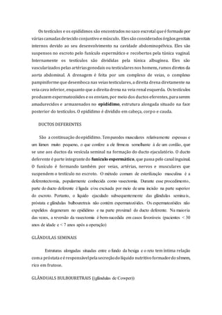 Os testículos e os epidídimos são encontrados no saco escrotal queé formado por
váriascamadasdetecido conjuntivo emúsculo. Elessão consideradosórgãosgenitais
internos devido ao seu desenvolvimento na cavidade abdominopélvica. Eles são
suspensos no escroto pelo funículo espermático e recobertos pela túnica vaginal.
Internamente os testículos são divididas pela túnica albugínea. Eles são
vascularizados pelas artériasgonodais ou testicularesnos homens, ramos diretos da
aorta abdominal. A drenagem é feita por um complexo de veias, o complexo
pampiniforme que desemboca nas veias testiculares, a direita drena diretamente na
veia cava inferior, enquanto que a direita drena na veia renal esquerda. Os testículos
produzem espermatozóides e os enviam, por meio dos ductos eferentes, paraserem
amadurecidos e armazenados no epidídimo, estrutura alongada situado na face
posterior do testículos. O epidídimo é dividido em cabeça, corpo e cauda.
DUCTOS DEFERENTES
São a continuação do epidídimo. Temparedes musculares relativamente espessas e
um lúmen muito pequeno, o que confere a ele firmeza semelhante à de um cordão, que
se une aos ductos da vesícula seminal na formação do ducto ejaculatório. O ducto
deferente é parte integrantedo funículo espermático, que passa pelo canal inguinal.
O funículo é formando também por veias, artérias, nervos e musculares que
suspendem o testículo no escroto. O método comum de esterilização masculina é a
deferentectomia, popularmente conhecida como vasectomia. Durante esse procedimento,
parte do ducto deferente é ligada e/ou excisada por meio de uma incisão na parte superior
do escroto. Portanto, o líquido ejaculado subsequentemente das glândulas seminais,
próstata e glândulas bulbouretrais não contém espermatozóides. Os espermatozóides não
expelidos degeneram no epidídimo e na parte proximal do ducto deferente. Na maioria
das vezes, a reversão da vasectomia é bem-sucedida em casos favoráveis (pacientes < 30
anos de idade e < 7 anos após a operação)
GLÂNDULAS SEMINAIS
Estruturas alongadas situadas entre o fundo da bexiga e o reto tem íntima relação
coma próstataeéresponsávelpelasecreçãodo líquido nutritivo formadordo sêmem,
rico em frutose.
GLÂNDUALS BULBOURETRAIS ((glândulas de Cowper))
 