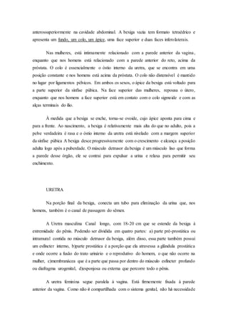 anterossuperiormente na cavidade abdominal. A bexiga vazia tem formato tetraédrico e
apresenta um fundo, um colo, um ápice, uma face superior e duas faces inferolaterais.
Nas mulheres, está intimamente relacionado com a parede anterior da vagina,
enquanto que nos homens está relacionado com a parede anterior do reto, acima da
próstata. O colo é essencialmente o óstio interno da uretra, que se encontra em uma
posição constante e nos homens está acima da próstata. O colo não distensível é mantido
no lugar por ligamentos pélvicos. Em ambos os sexos, o ápice da bexiga está voltado para
a parte superior da sínfise púbica. Na face superior das mulheres, repousa o útero,
enquanto que nos homens a face superior está em contato com o colo sigmoide e com as
alças terminais do ílio.
À medida que a bexiga se enche, torna-se ovoide, cujo ápice aponta para cima e
para a frente. Ao nascimento, a bexiga é relativamente mais alta do que no adulto, pois a
pelve verdadeira é rasa e o óstio interno da uretra está nivelado com a margem superior
da sínfise púbica A bexiga desce progressivamente com o crescimento e alcança a posição
adulta logo após a puberdade. O músculo detrusor da bexiga é um músculo liso que forma
a parede desse órgão, ele se contrai para expulsar a urina e relaxa para permitir seu
enchimento.
URETRA
Na porção final da bexiga, conecta um tubo para eliminação da urina que, nos
homens, também é o canal de passagem do sêmen.
A Uretra masculina Canal longo, com 18-20 cm que se estende da bexiga à
extremidade do pênis. Podendo ser dividida em quatro partes: a) parte pré-prostática ou
intramural contida no músculo detrusor da bexiga, além disso, essa parte também possui
um esfíncter interno, b)parte prostática é a porção que ela atravessa a glândula prostática
e onde ocorre a fusão do trato urinário e o reprodutivo do homem, o que não ocorre na
mulher, c)membranácea que é a parte que passa por dentro do músculo esfíncter profundo
ou diafragma urogenital, d)esponjosa ou externa que percorre todo o pênis.
A uretra feminina segue paralela à vagina. Está firmemente fixada à parede
anterior da vagina. Como não é compartilhada com o sistema genital, não há necessidade
 