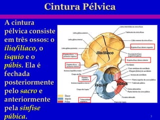 ílio/ilíaco ísquio púbis 