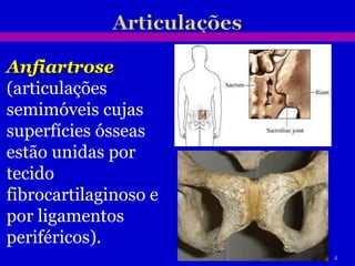 Anfiartrose  (articulações semimóveis cujas superfícies ósseas estão unidas por tecido fibrocartilaginoso e por ligamentos periféricos). 