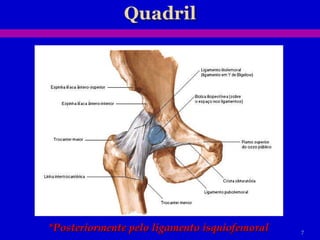 *Posteriormente pelo ligamento isquiofemoral 