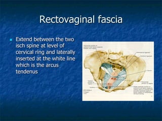 Rectovaginal fascia
n  Extend between the two
isch spine at level of
cervical ring and laterally
inserted at the white line
which is the arcus
tendenus
 