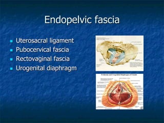 Endopelvic fascia
n  Uterosacral ligament
n  Pubocervical fascia
n  Rectovaginal fascia
n  Urogenital diaphragm
 