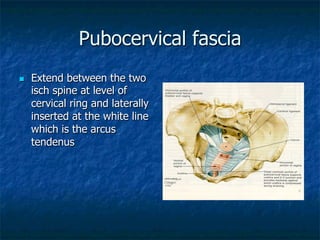 Pubocervical fascia
n  Extend between the two
isch spine at level of
cervical ring and laterally
inserted at the white line
which is the arcus
tendenus
 