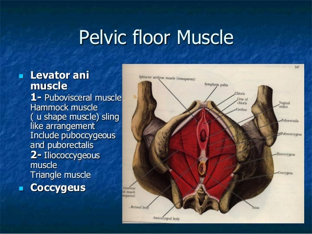 Pelvic prolapse student