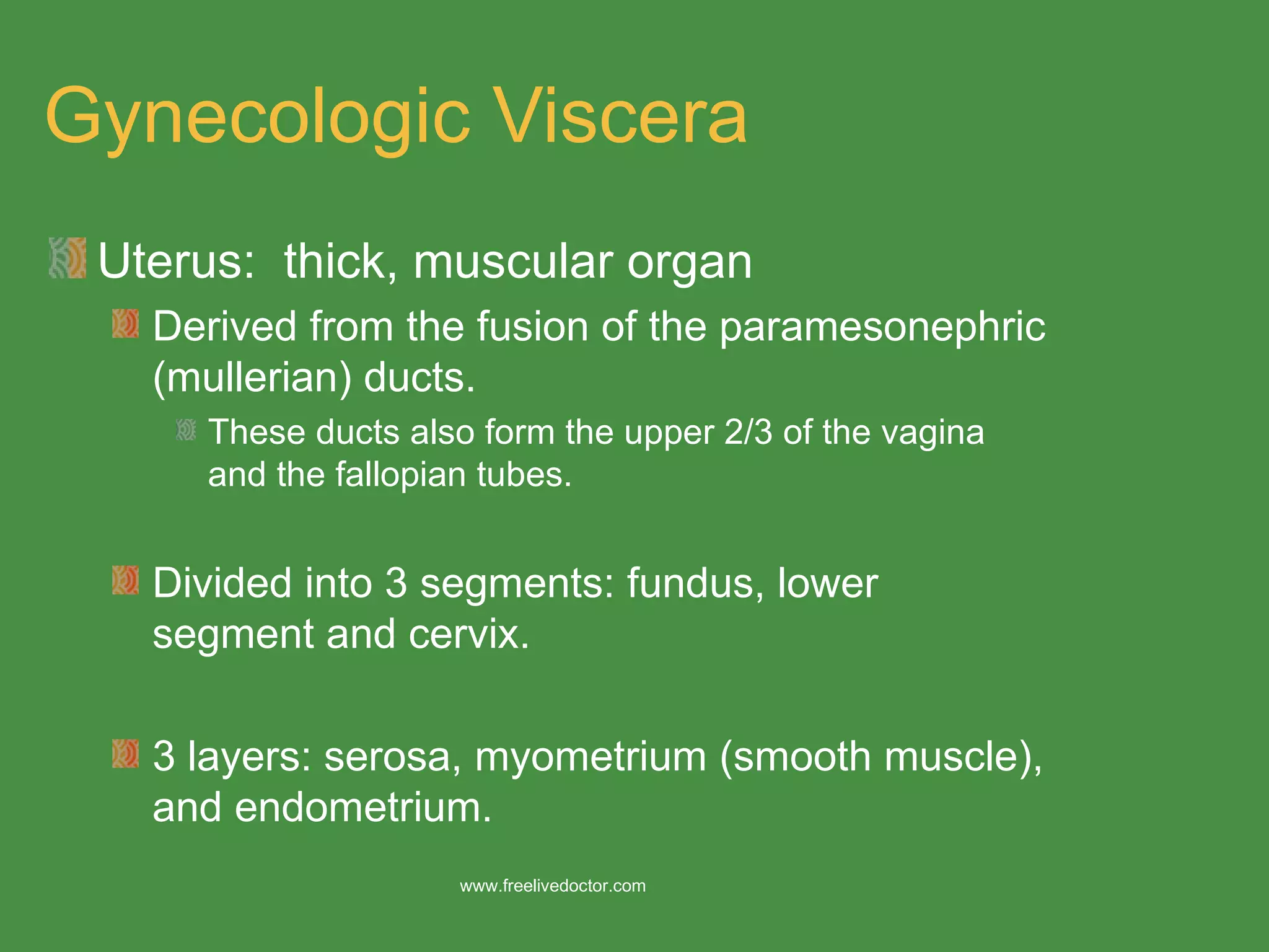 Pelvic anatomy Biology Diagrams