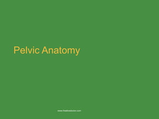 Pelvic Anatomy www.freelivedoctor.com 