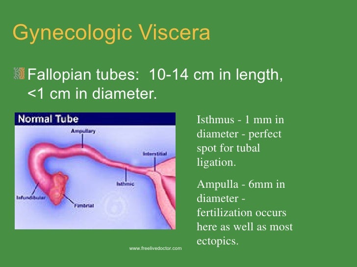 Pelvic anatomy