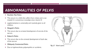 Comprehensive Overview of Pelvic Anatomy, Shapes, and Muscular Supports ...