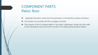 COMPONENT PARTS
Pelvic floor
 separates the pelvic cavity from the perineum, is formed by muscles and fascia
 Two levator ani muscles and the coccygeus muscles
 The margins of the U-shaped defect in the pelvic diaphragm merge into the walls
of the associated viscera and with muscles in the deep perineal pouch below.
 
