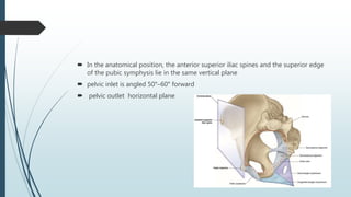 In the anatomical position, the anterior superior iliac spines and the superior edge
of the pubic symphysis lie in the same vertical plane
 pelvic inlet is angled 50°–60° forward
 pelvic outlet horizontal plane
 