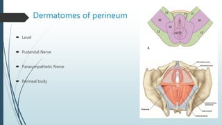 Dermatomes of perineum
 Level
 Pudendal Nerve
 Parasympathetic Nerve
 Perineal body
 