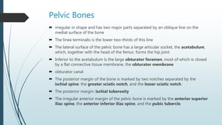 Pelvic Bones
 irregular in shape and has two major parts separated by an oblique line on the
medial surface of the bone
 The linea terminalis is the lower two-thirds of this line
 The lateral surface of the pelvic bone has a large articular socket, the acetabulum,
which, together with the head of the femur, forms the hip joint
 Inferior to the acetabulum is the large obturator foramen, most of which is closed
by a flat connective tissue membrane, the obturator membrane
 obturator canal
 The posterior margin of the bone is marked by two notches separated by the
ischial spine: the greater sciatic notch, and the lesser sciatic notch.
 The posterior margin: ischial tuberosity
 The irregular anterior margin of the pelvic bone is marked by the anterior superior
iliac spine, the anterior inferior iliac spine, and the pubic tubercle.
 