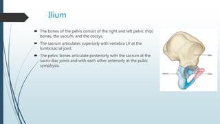 Ilium
 The bones of the pelvis consist of the right and left pelvic (hip)
bones, the sacrum, and the coccyx.
 The sacrum articulates superiorly with vertebra LV at the
lumbosacral joint.
 The pelvic bones articulate posteriorly with the sacrum at the
sacro-iliac joints and with each other anteriorly at the pubic
symphysis.
 