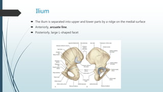 Ilium
 The ilium is separated into upper and lower parts by a ridge on the medial surface
 Anteriorly, arcuate line.
 Posteriorly, large L-shaped facet
 