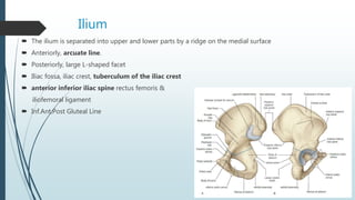 Ilium
 The ilium is separated into upper and lower parts by a ridge on the medial surface
 Anteriorly, arcuate line.
 Posteriorly, large L-shaped facet
 Iliac fossa, iliac crest, tuberculum of the iliac crest
 anterior inferior iliac spine rectus femoris &
iliofemoral ligament
 Inf.Ant,Post Gluteal Line
 