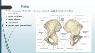 Pubis
 The anterior and inferior part of the pelvic bone is the pubis. It has a body and two
arms (rami).
 pubic symphysis
 pubic tubercle
 Sup,inf rami
 pecten pubis (pectineal line)
 