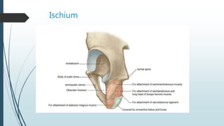 Ischium
 