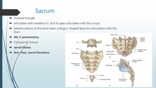 Sacrum
 inverted triangle
 articulates with vertebra LV, and its apex articulates with the coccyx.
 lateral surfaces of the bone bears a large L-shaped facet for articulation with the
ilium
 Ala & promontory
 Concave & Convex
 sacral hiatus
 Ant, Post, sacral foramina
 