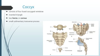 Coccyx
 consists of four fused coccygeal vertebrae
 inverted triangle
 two horns, or cornua
 small rudimentary transverse process
 