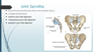 Joint: Sacroiliac
 transmit forces from the lower limbs to the vertebral column.
 L-shaped articular facets
 anterior sacro-iliac ligament,
 interosseous sacro-iliac ligament
 posterior sacro-iliac ligament
 